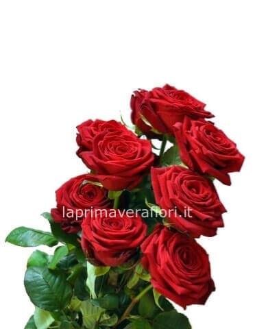 Rose rosse a stelo lungo (80 cm)