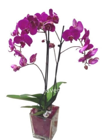 Pianta di phaleonopsis a 2 steli con vaso vetro
